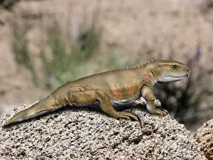 Outcrop: Priosphenodon is an extinct Rhynchocephalian from the Late ?