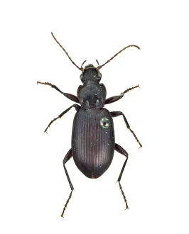 Carabidae: Pristonychus complanatus, black ground beetle