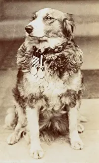 Modder: Private Modder, Boer War Hero dog