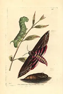 Ligustri: Privet hawk moth, Sphinx ligustri