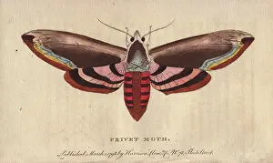 Ligustri: Privet hawk moth, Sphinx ligustri