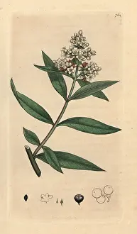 Vulgare: Privet, Ligustrum vulgare