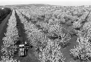 Orchard: Privolzhsky State Farm