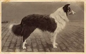 Prizewinning: Prize Collie Dog