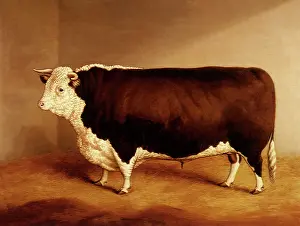 Carefully: Prize Hereford Bull in a Byre