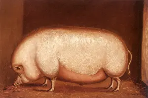 Turnips: A Prize Pig eating Turnips in a Sty