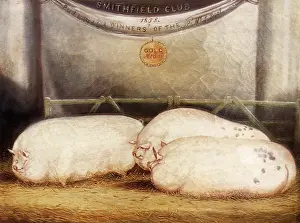 Smithfield: Three Prize Pigs