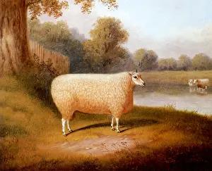 Corbet: A Prize Ram
