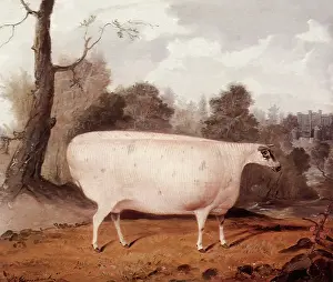 Imposing: Prize Ram in Profile