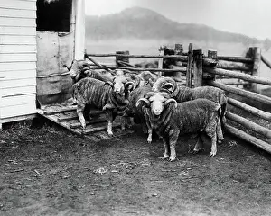 Burrawang: Prize rams, Burrawang Station, Australia