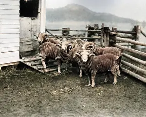 Burrawang: Prize rams, Burrawang Station, Australia