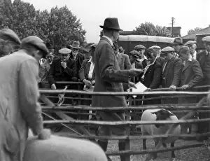 PRIZE SHEEP SALE