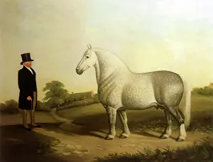 Equines: Prize Shire Horse