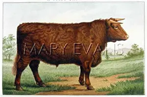 Shorthorn: PRIZE SHORTHORN 1907