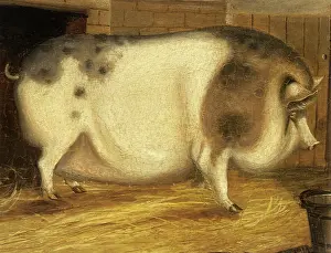 Ridiculously: Prize Sow Near a Sty