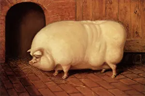 Rotund: Prize Sow Outside a Sty