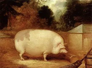 Trough: Prize Sow at Trough