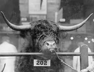 Smithfield: Prizewinning bull at the Smithfield Show