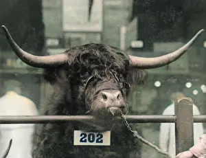 Smithfield: Prizewinning bull at the Smithfield Show