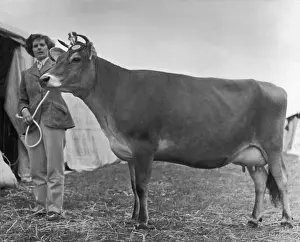 Heifer: PRIZEWINNING HEIFER 1950