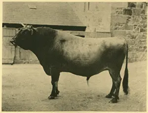 Bulls: Prizewinning Jersey bull