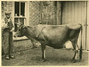 Dairy: Prizewinning Jersey cow