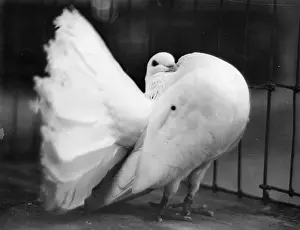 Prizewinning: A prizewinning white dove