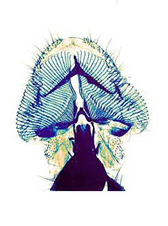 Carrion: Proboscis of Blow-Fly, Early Photomicrograph