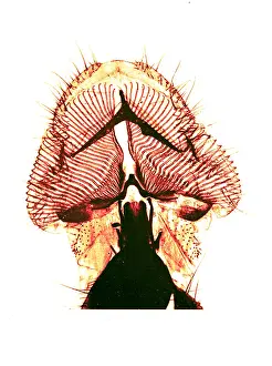 Carrion: Proboscis of Blow-Fly, Early Photomicrograph