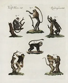 Howler: Proboscis monkey, king colobus, tamarin, howler and langur