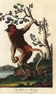 Sibly: Proboscis monkey, Nasalis larvatus, endangered