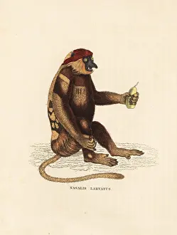 Proboscis: Proboscis monkey, Nasalis larvatus. Endangered