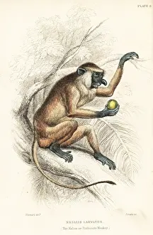 Jardines: Proboscis monkey, Nasalis larvatus. Endangered