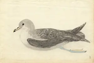 Cinerea: Procellaria cinerea, grey petrel