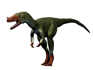 Limbs: Proceratosaurus dinosaur