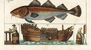 Salting: Processing cod, Gadus morhua, on board a factory