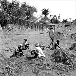Riverbed: Processing reeds and plants