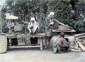 Processing: Processing Tea Japan circa 1880s