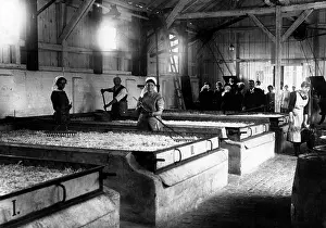 Aliment: Processing of vegetables in Mannheim, 1917