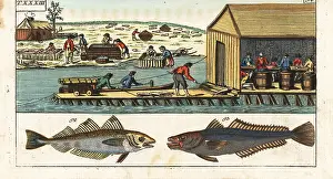 Hake: Processing whiting and hake in a shed, America, 18th century