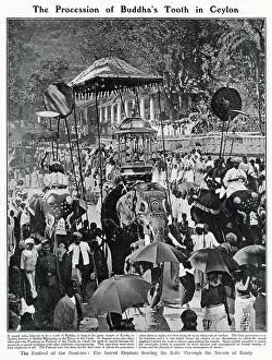 Elephants: Procession of Buddha's Tooth in Ceylon 1908