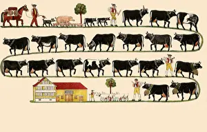 Downward: Procession of cattle