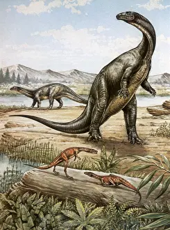 Fossils: Procompsognathus and Plateosaurus
