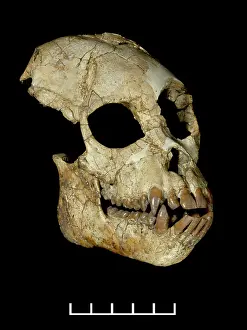 Proconsul: Proconsul africanus