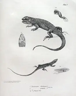 Chilensis: Proctotretus chilensis
