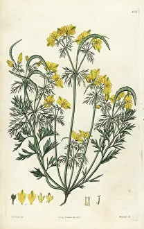 Procumbens: Procumbent hypecoum, Hypecoum procumbens
