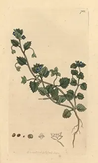 Speedwell: Procumbent speedwell, Veronica agrestis