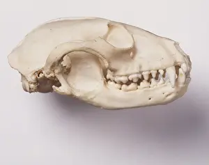 Raccoon: Procyon lotor, common raccoon