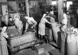 Identify: Production of dried vegetables, 1941