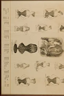 Sturt: Products - Ward Sturt and Sharpe